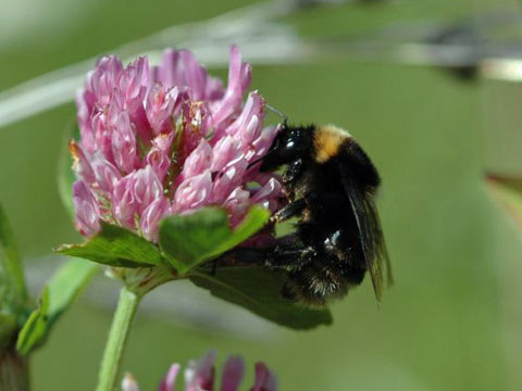 Short-haired bumblebee