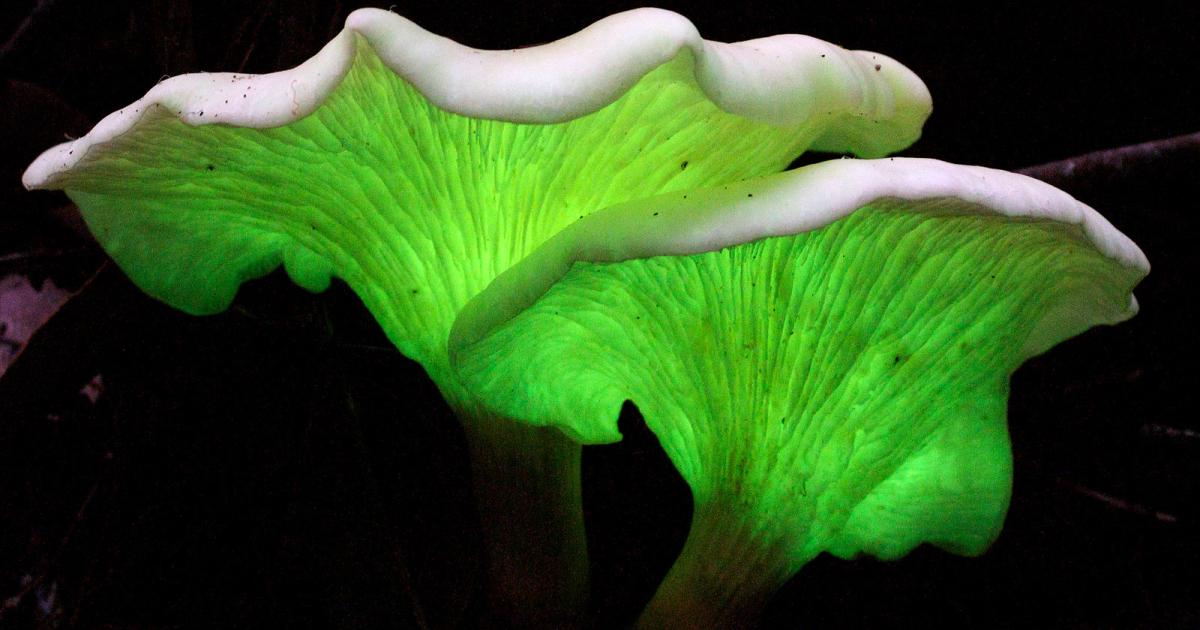 Electric Language The electrical language of fungi