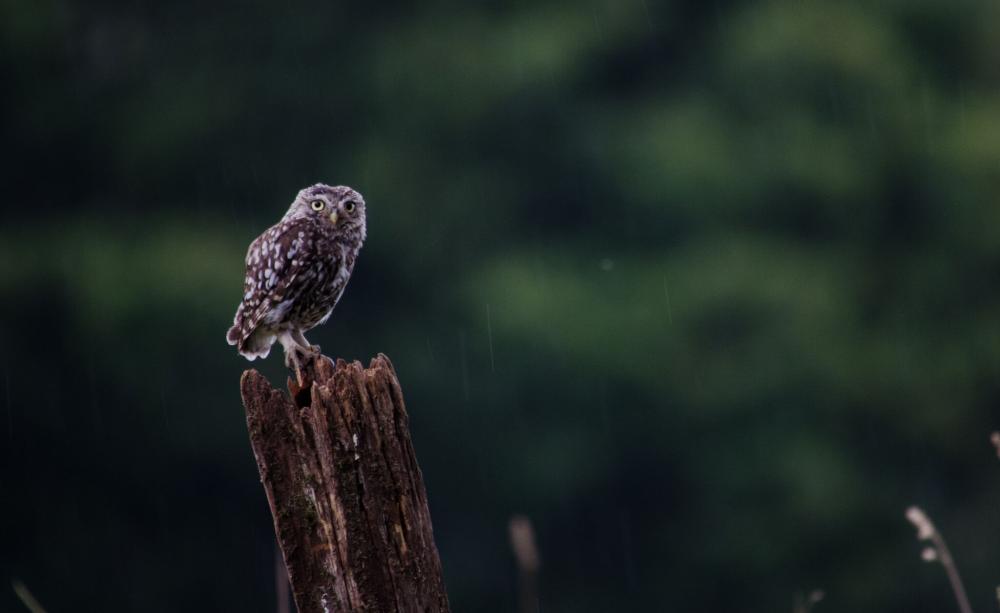 Owl on a branch