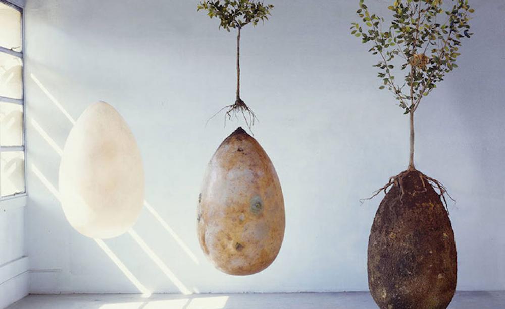 Capsula Mundi