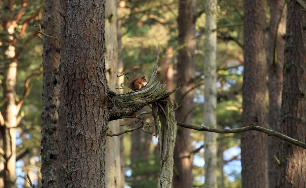 Red squirrels