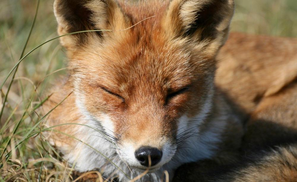 Fox