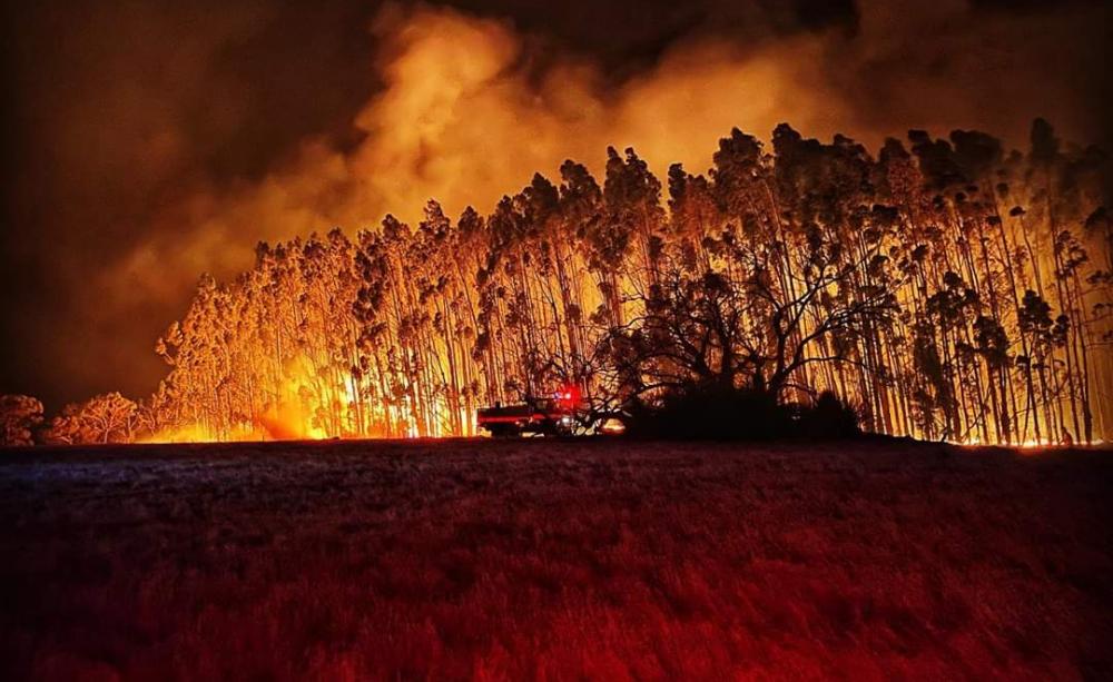 Wildfire