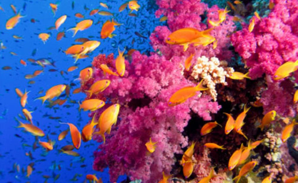 Coral reefs