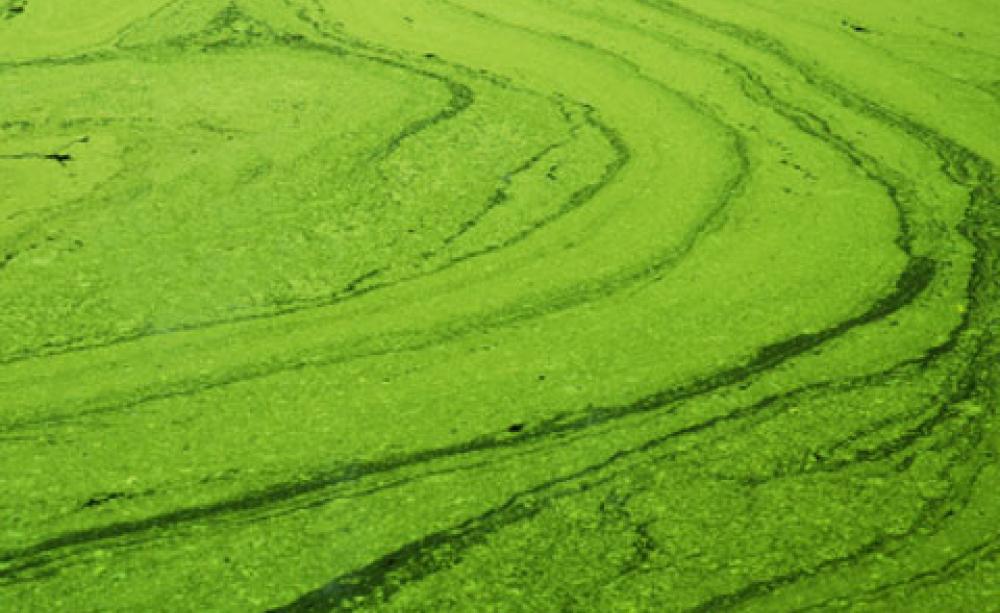 Algae