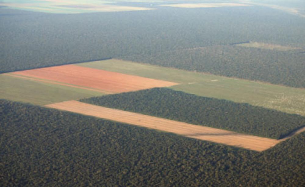 Deforestation