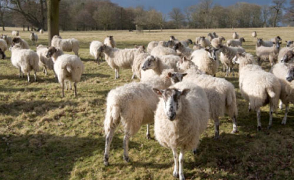 Sheep