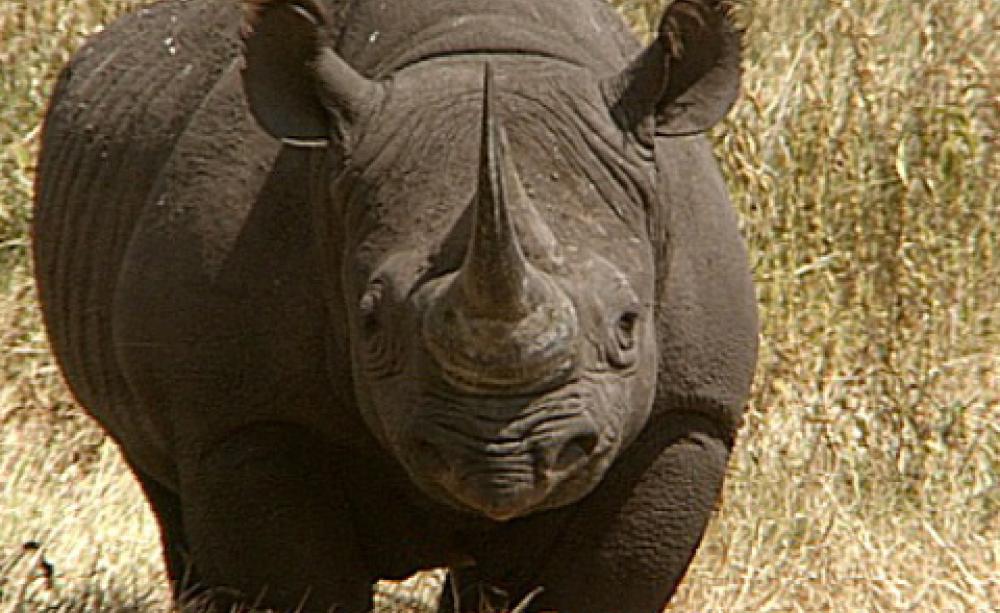 endangered black rhino