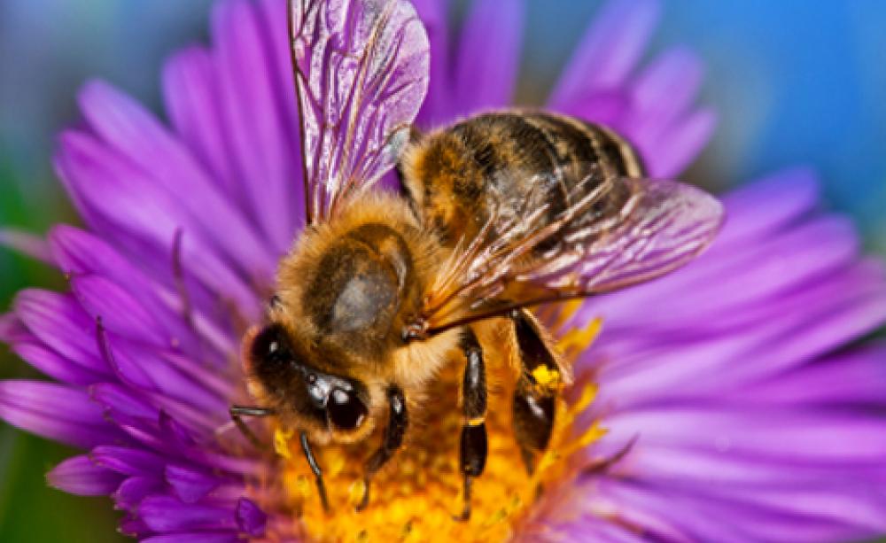 bee