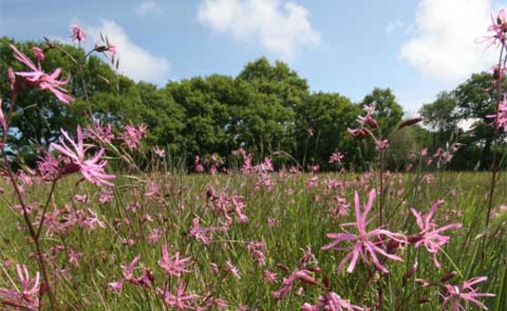 Grasslands Trust