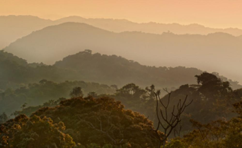 rainforest