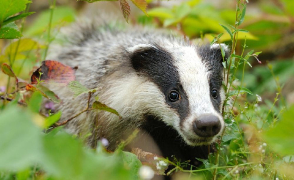 European badger in its native habitat. Photo: Volodymyr Burdiak / Shutterstock.com.