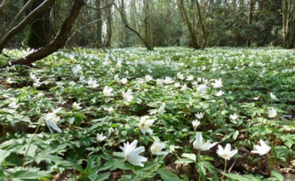 South Cubbington Wood near Leamington Spa has existed for many centuries. It is now under threat by the proposed HS2 railway line.