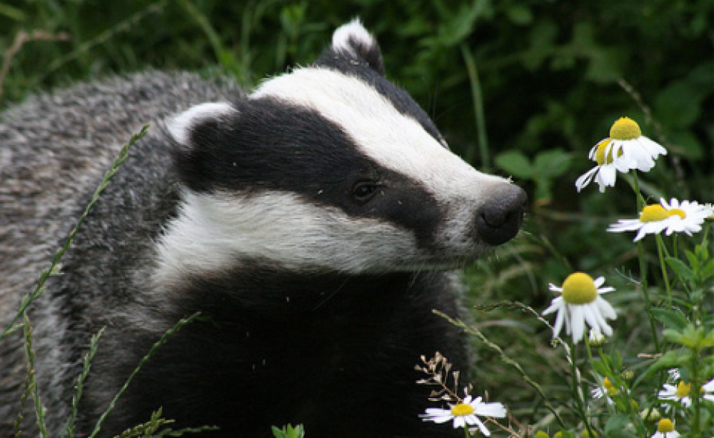 Badger sniffing daisies. Photo: Sally Longstaff via Flickr.com.