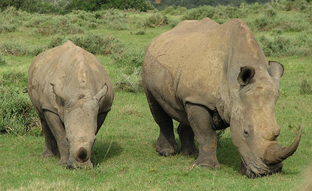 Africa would not be the same without them. Rhinos at Kariega Game Reserve. Photo: Clem Evans via Flickr.com.