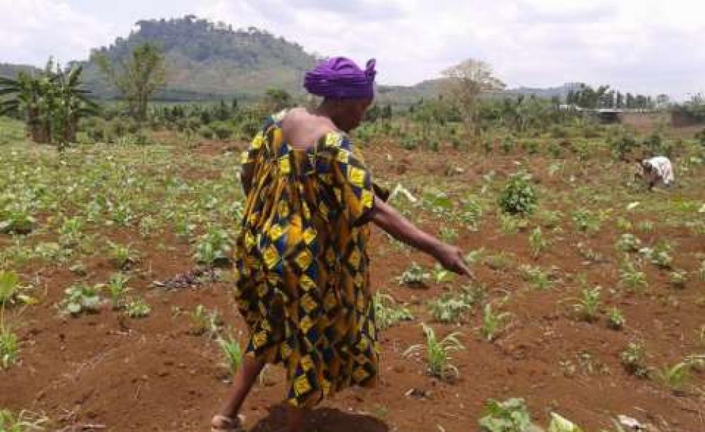 Small farmers - like Ndomi Magareth, planting beans here on her land in Cameroon - 'are losing land at a tremendous rate. It’s a land reform movement in reverse', says GRAIN’s Henk Hobbelink. Credit: Monde Kingsley Nfor/IPS