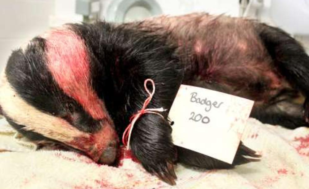 The bloodied corpse of badger 200, whisked away before it could be retrieved by cullers and subjected to a post-mortem that showed it had been shot in the wrong place and suffered a slow and painful death.