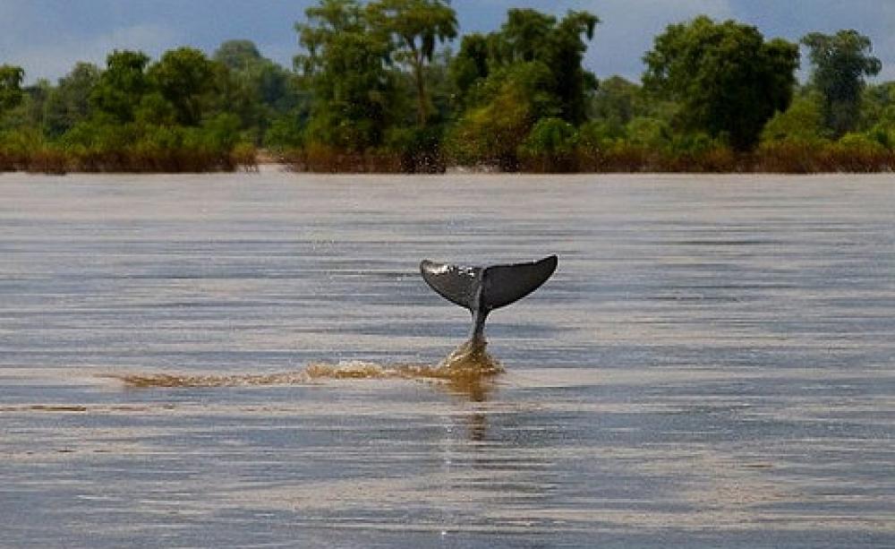 An Irawaddy dolphin slips beneath the surface of the Mekong river at Kampie, Cambodia. Photo: Jim Davidson via Flickr