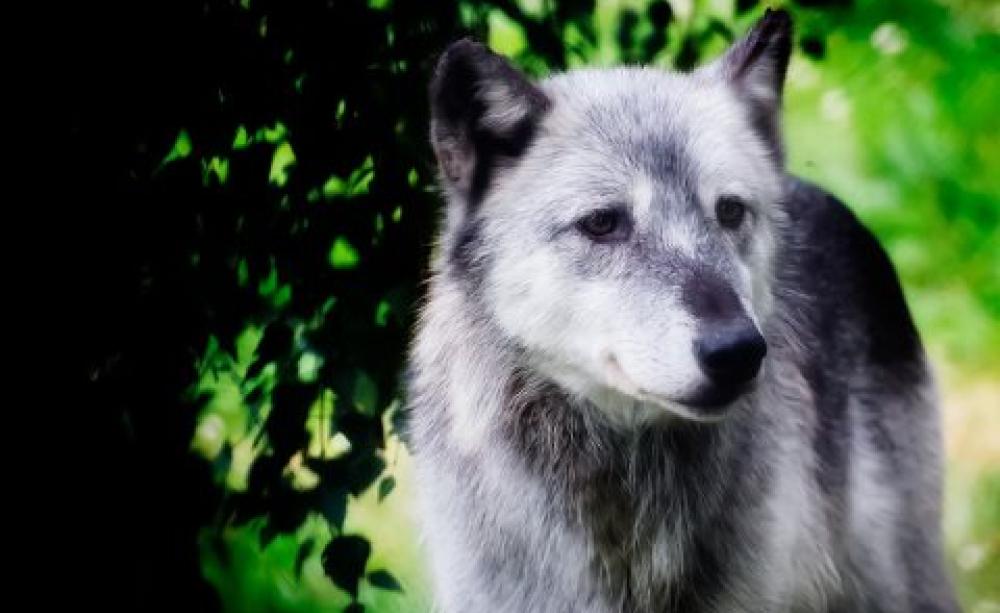 Gray Wolf. Photo: Digimist via Flickr.