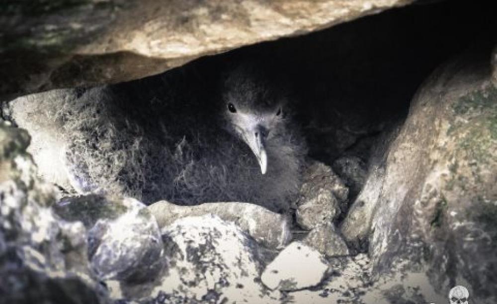 A Raso Island shearwater chick looks out from its nest - a ball of grey fur, but mind the sharp beak! Photo: Simon Ager / Sea Shepherd.