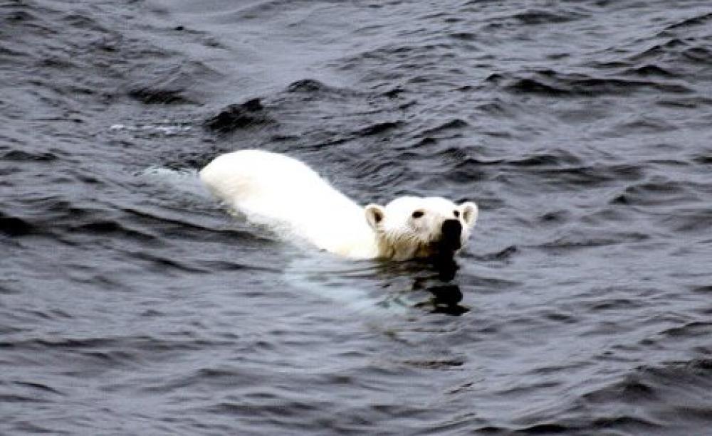 The possible lengthening of ice-free periods may affect polar bears before the end of the century. Photo: Brocken Inaglory via Wikimedia Commons.