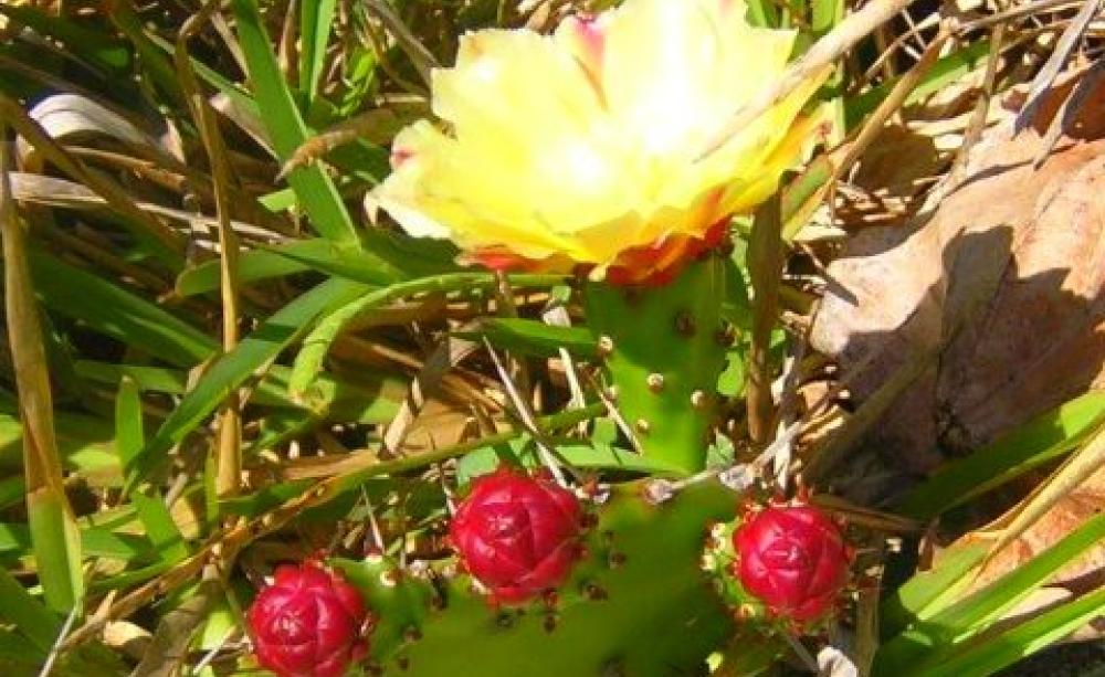 Local flora in Anosy.