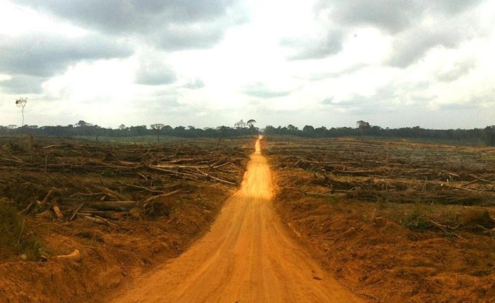 Local community forest land cleared and planted by Golden Veroleum in Butaw District, Sinoe County, previously contained areas of high quality forest many stories high. A woman from a nearby village described that "way back we had land to make farms and
