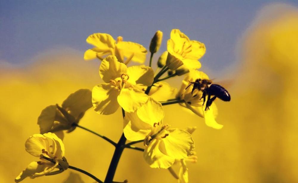 Neonic insecticides in seed treatments damage bees and other pollinators as the toxic chemicals are expressed in their pollen and nectar. Photo: Claus Rebler via Flickr (CC BY-SA).