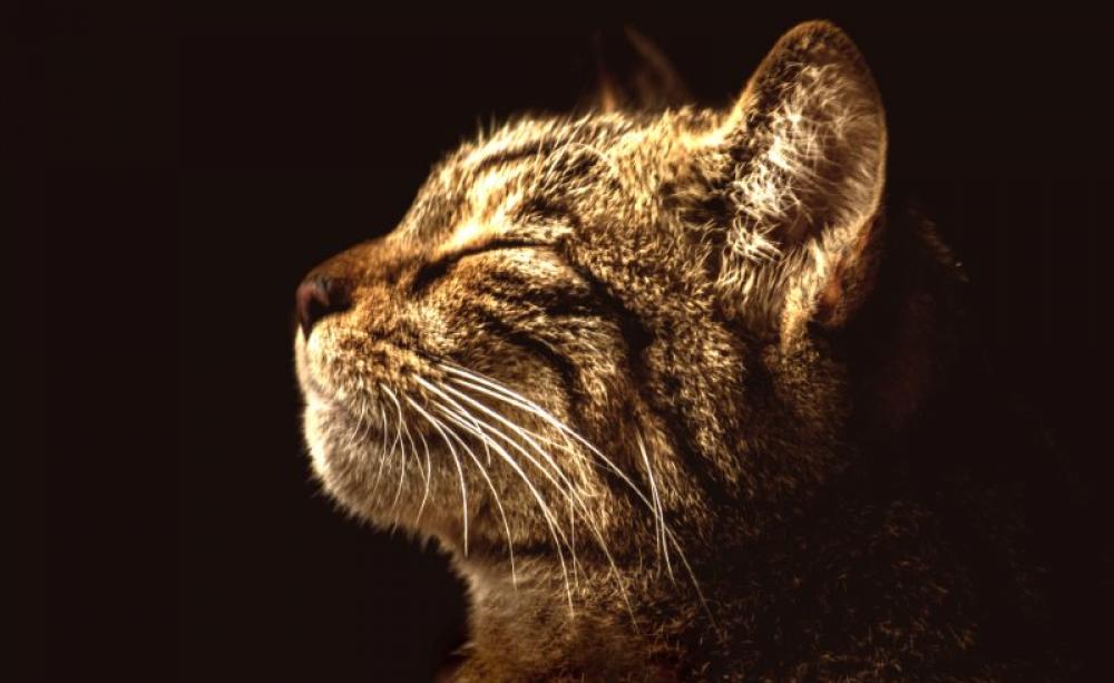 Scottish wildcat out hunting at night. Photo: Adrian Bennett / Wildcat Haven.