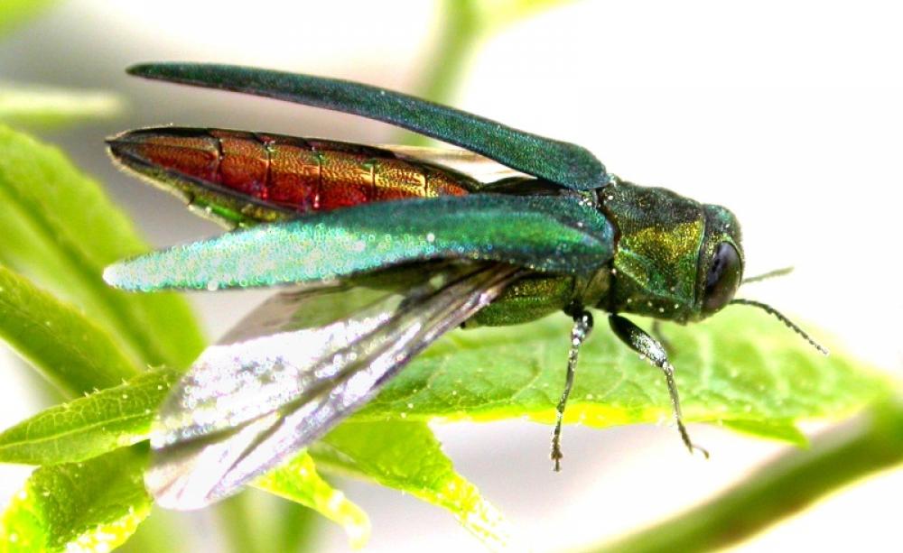 Emerald ash borer is a saproxylic beetle native to Asia which feeds on Ash. Photo: U.S. Department of Agriculture via Flickr (CC BY)