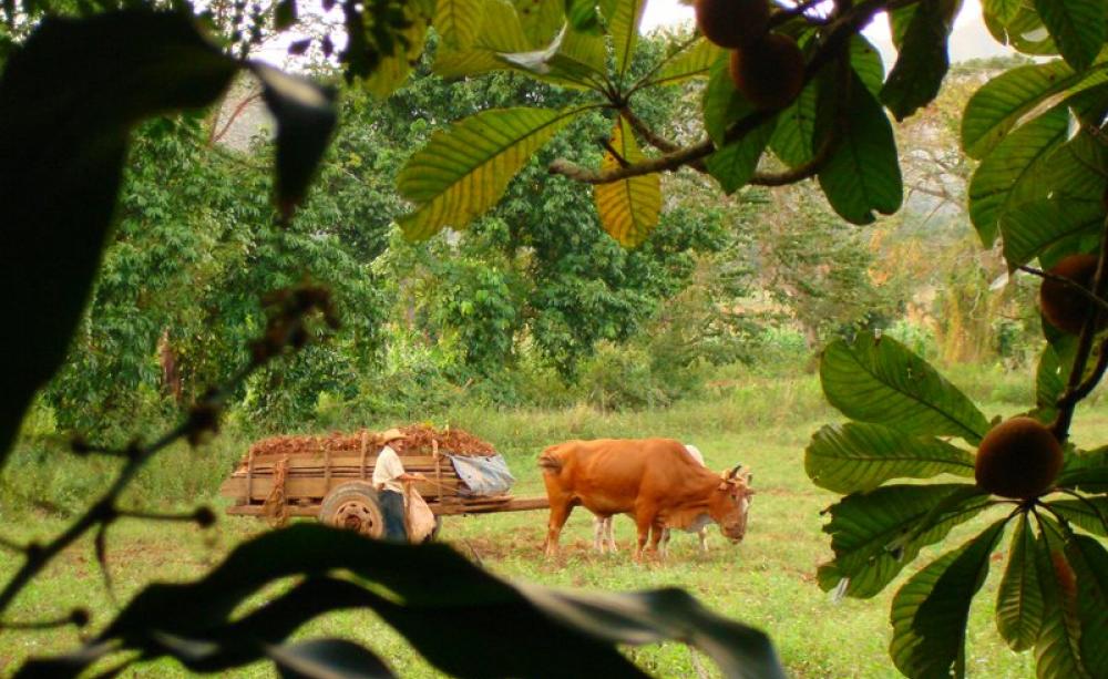 Traditional agriculture on a farm in Cuba, where organic and agroecological farming now produce most of the nation's food. Photo: Tach_RedGold&amp;Green via Flickr (CC BY-SA).