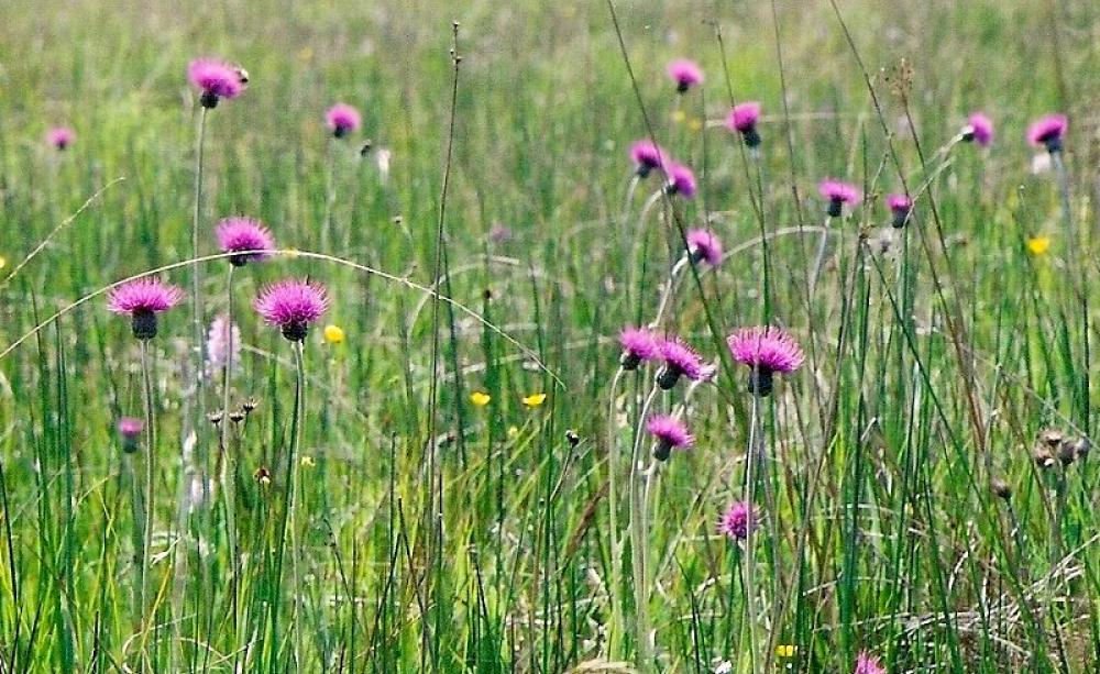 Could your household gas come from wildflower rich meadows, like this Culm Grassland at Knowstone Moor, Devon? Photo: Col Ford and Natasha de Vere via Flickr (CC BY).