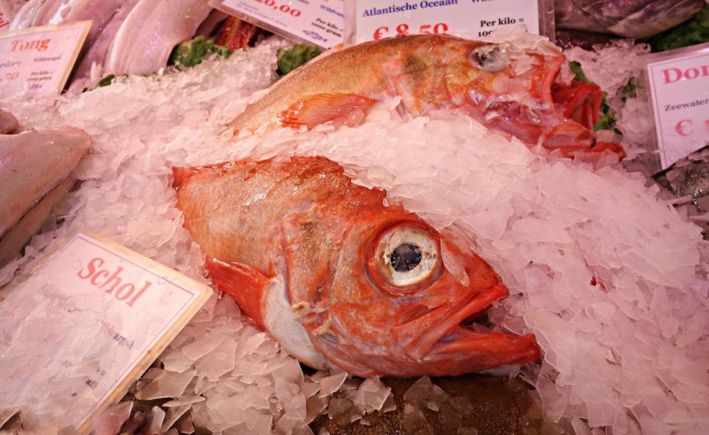 A red snapper, whose trade may be underestimated by more than 70%, on ice at a fish market