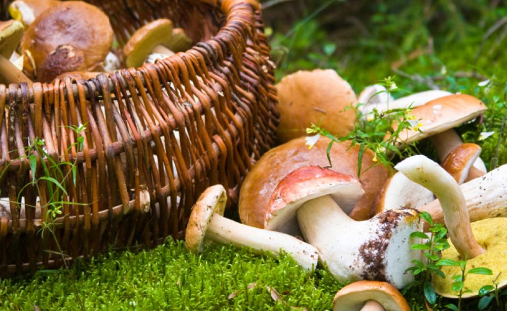 Wild mushrooms