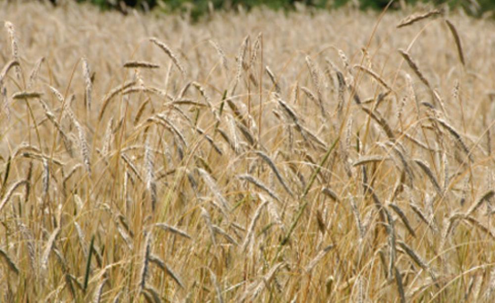 A field of wheat