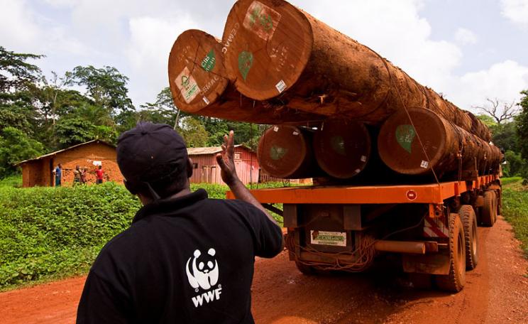 A man wearing a WWF shirt directs a logging truck