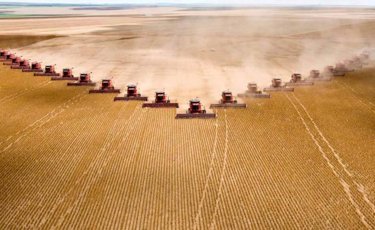 A long row of combine harvesters