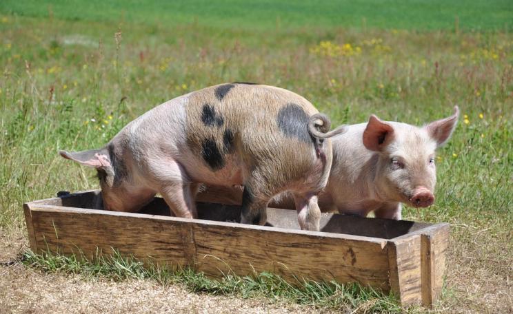Pigs at the trough