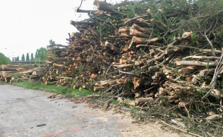 Freshly cut trees stacked upon each other next to a highway