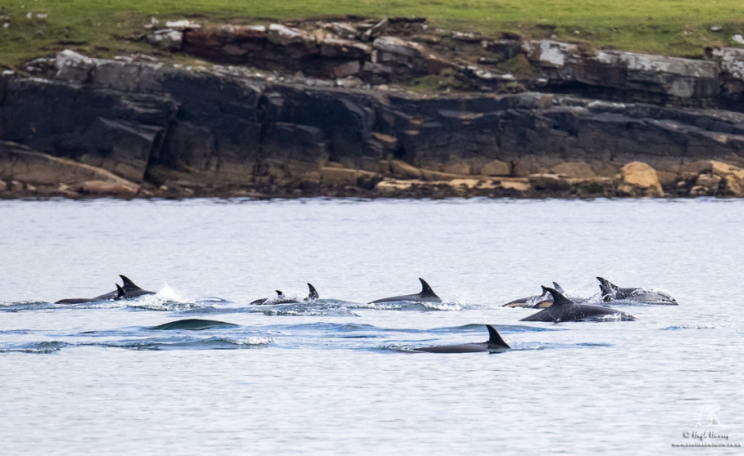 Atlantic white-sided dolphins