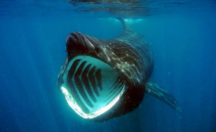 Basking shark