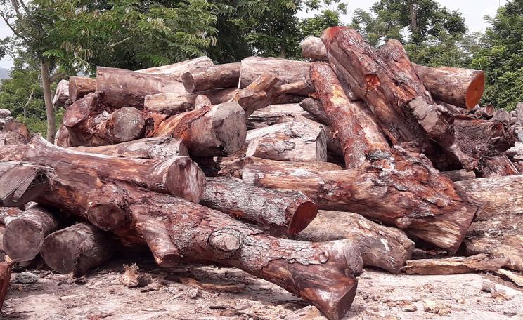 Hurricane-felled hardwood