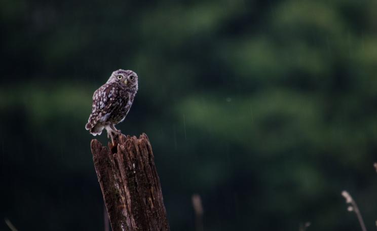 Owl on a branch