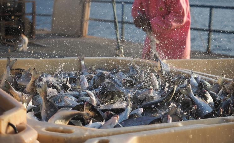 Sea Bream dumped in ice slurry bins