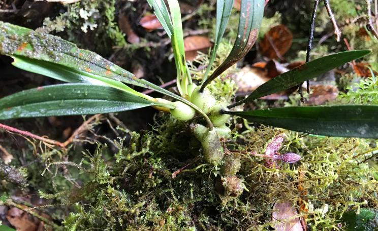 Papua new guinea orchid