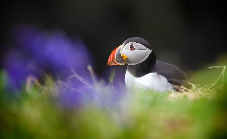 Puffin