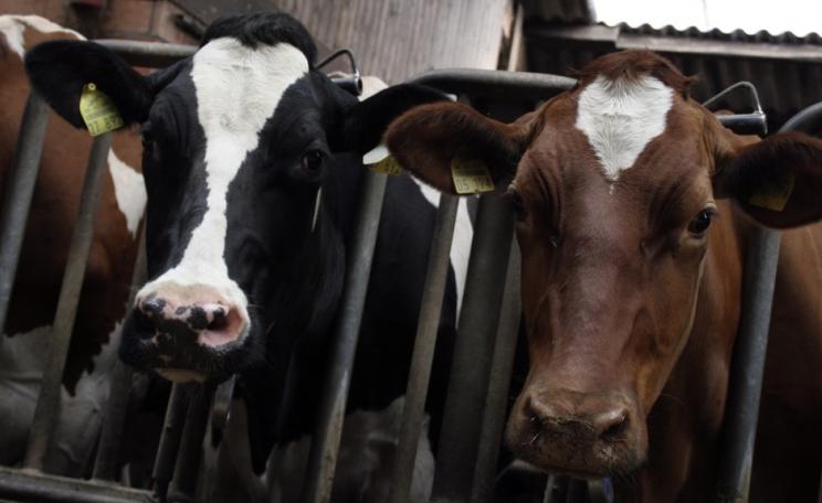 Cows