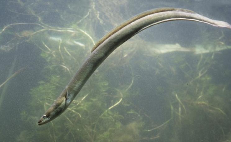 European Eel