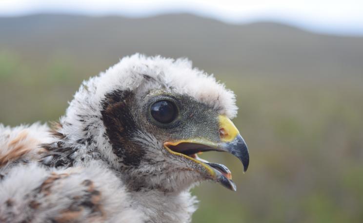 Hen harrier chick