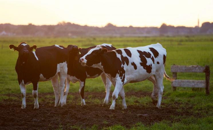 Three dairy cows in a field